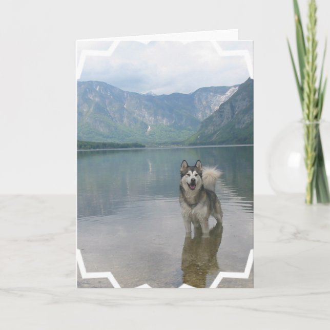 Cartão do cão do Malamute (Frente)