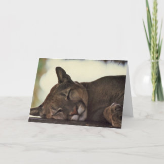 Cartão Do "cartão da foto dos animais selvagens sono