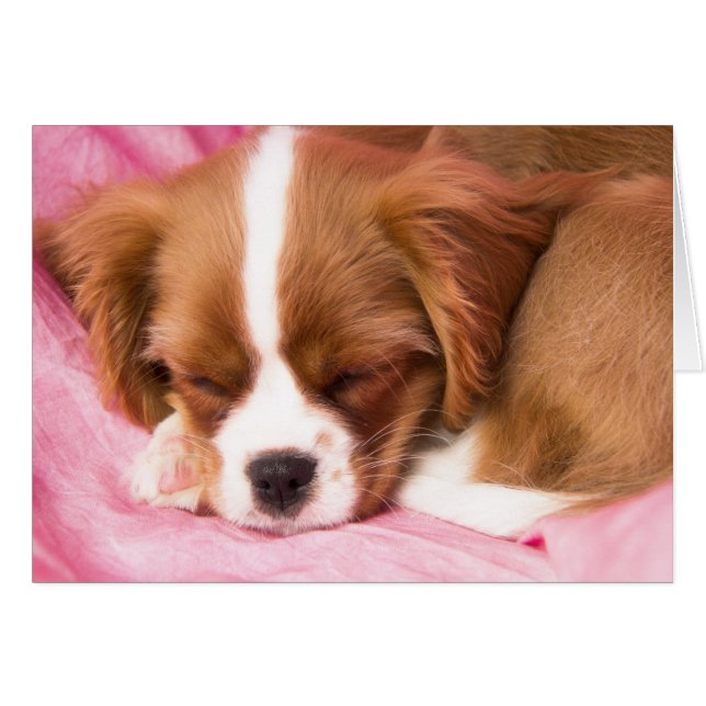 Cartão do Cavalier King Charles Spaniel Cachorrinh (Frente Horizontal)