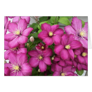 Cartão do Clematis