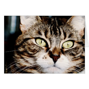 Cartão do close up dos olhos de gato
