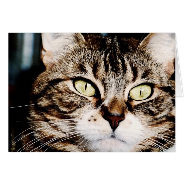 Cartão do close up dos olhos de gato (Frente Horizontal)