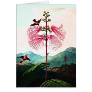 Cartão do colibri e do mimosa