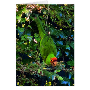 Cartão do Conure de Cabeça Cereja #1