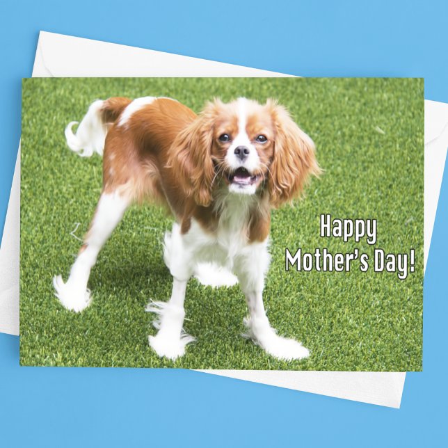 Cartão do Dia das Mães Cavalier King Charles (Criador carregado)