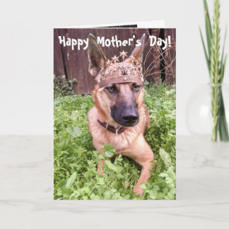 Cartão do dia das mães de Malinois do belga