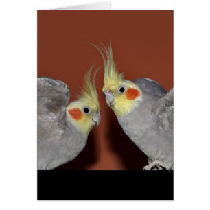 Cartão do duo do Cockatiel