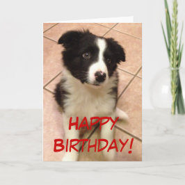 Cartão do filhote de cachorro de border collie do