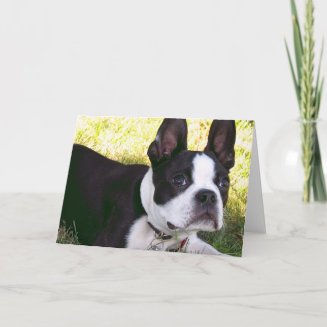 Cartão do filhote de cachorro de Boston Terrier (Frente)