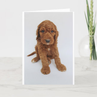 Cartão do filhote de cachorro de Goldendoodle