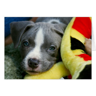 Cartão do filhote de cachorro de Terrier de