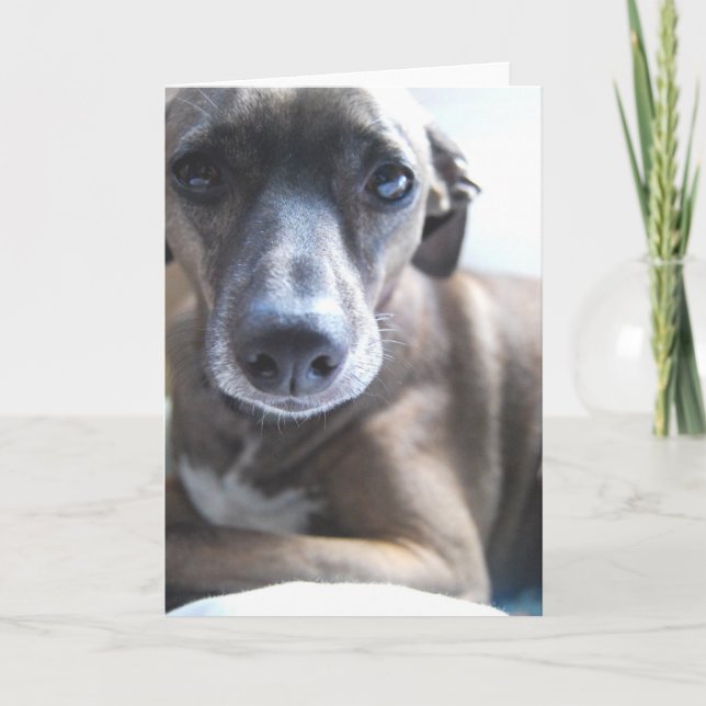 Cartão do filhote de cachorro do galgo (Frente)