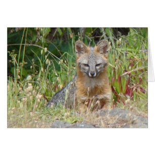 Cartão do Fox cinzento