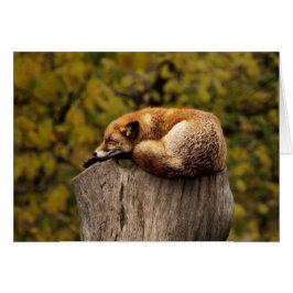 Cartão do Fox - vazio para todas as ocasiões -