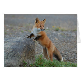 Cartão do Fox - vazio para todas as ocasiões -