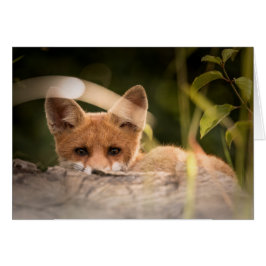 Cartão do Fox - vazio para todas as ocasiões -