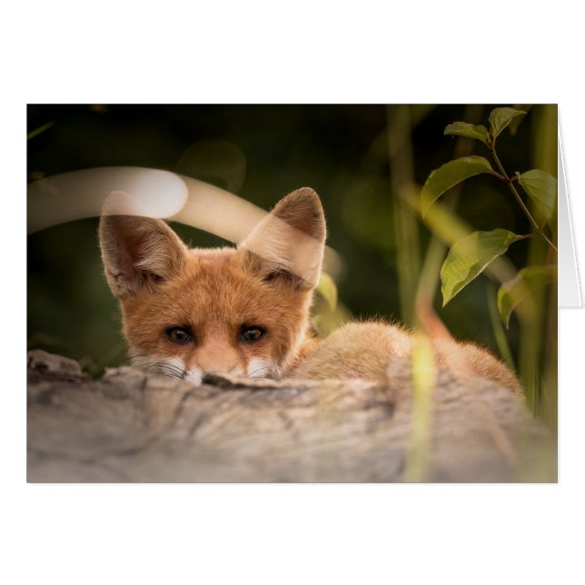 Cartão do Fox - vazio para todas as ocasiões - (Frente Horizontal)