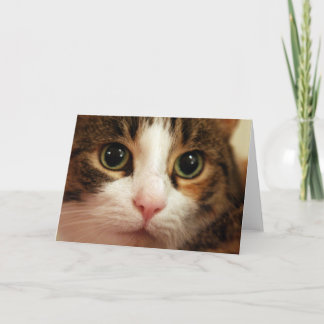 Cartão do gato