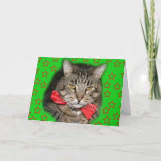 cartão do gato
