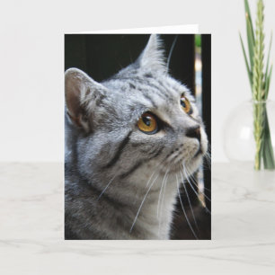 Cartão do gato do espírito