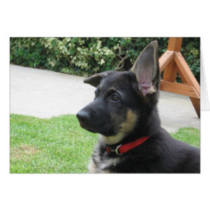 Cartão do german shepherd