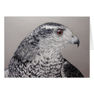 Cartão do Goshawk