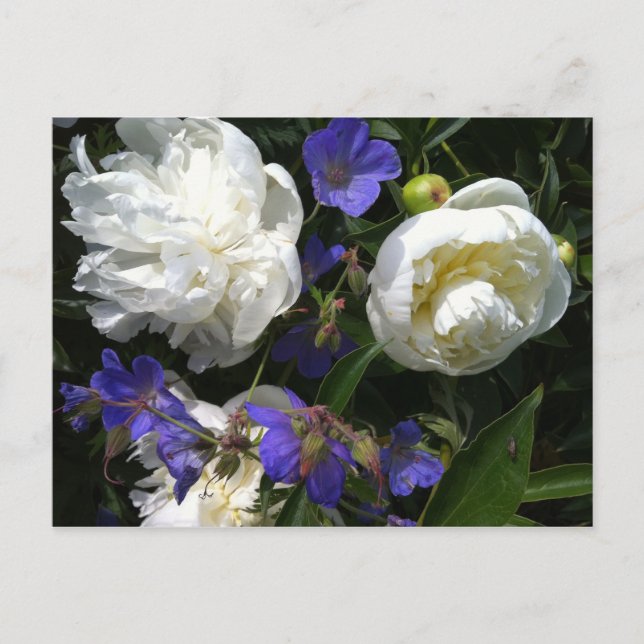 Cartão do jardim dos antigos mestres (Frente)