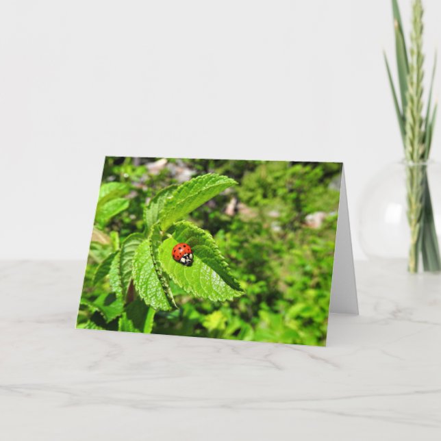 Cartão do joaninha, vazio para dentro (Frente)