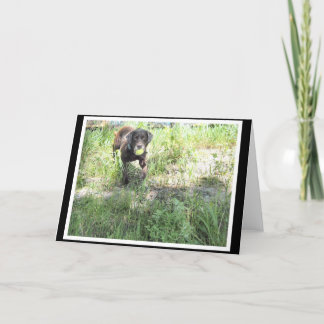 Cartão do laboratório do chocolate