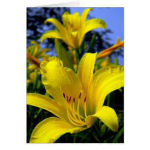 Cartão do lírio de dia