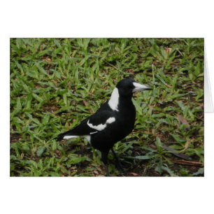 Cartão do Magpie australiano