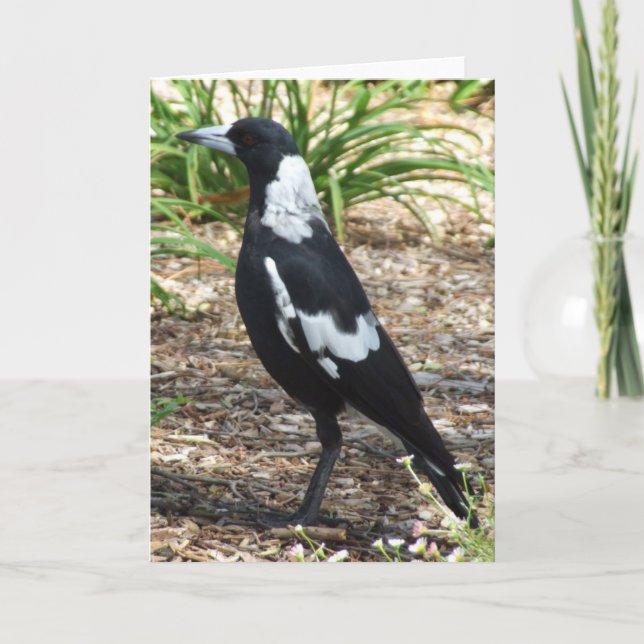 Cartão do Magpie australiano (Frente)
