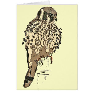 Cartão do pássaro do raptor do Kestrel