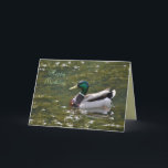 Cartão do pato do pato selvagem do feliz<br><div class="desc">Cartões feitos sob encomenda pelo © 2008-2017 janeiro Fitzgerald de Janz. Todos os direitos reservados. O design gráfico,  os trabalhos de arte & a fotografia daqui até janeiro & Michael Fitzgerald… 3 cópias VENDERAM até agora…; -)</div>