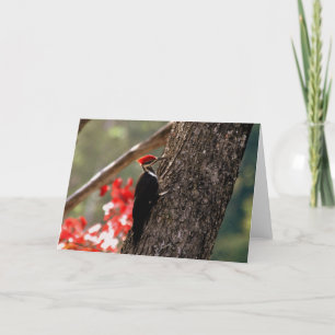 Cartão do pica-pau de Pileated