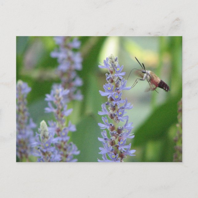 Cartão do Pickerel e da traça (Frente)