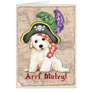 Cartão do pirata de Bichon Frise