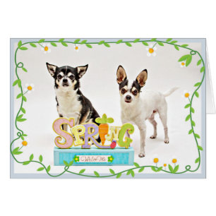 Cartão do primavera Chihuahua