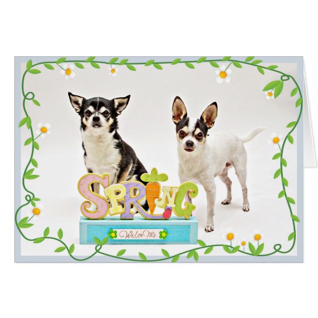 Cartão do primavera Chihuahua (Frente Horizontal)