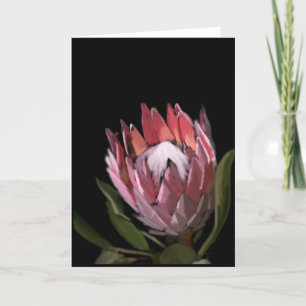Cartão do Protea