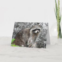 Cartão do Racoon, vazio para dentro