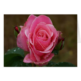 Cartão do rosa do rosa