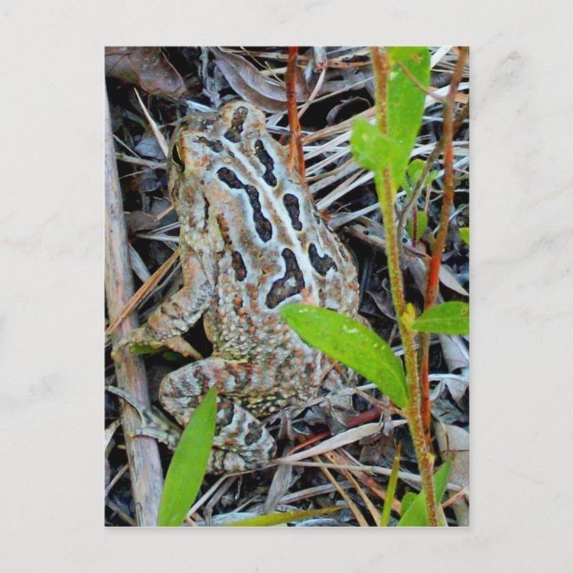 Cartão do sapo dos Fowlers (Frente)