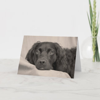 Cartão do Spaniel de Boykin