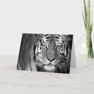 Cartão do tigre #1-Greeting de Amur