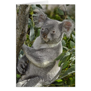 Cartão do urso de Koala 2