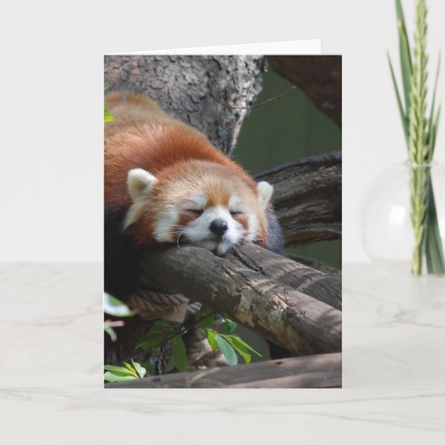 Cartão do urso de panda do sono (Frente)