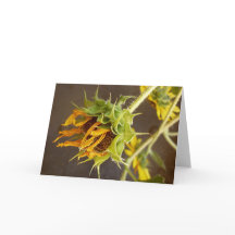 Cartão do vazio do ciclo do verão