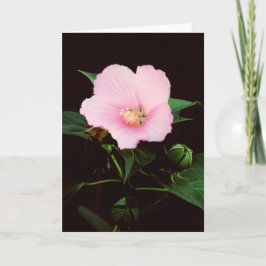 Cartão do vazio do Mallow cor-de-rosa