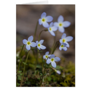 Cartão do Wildflower do primavera de Bluets